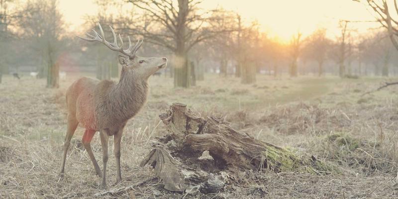 OKR与KPI的融合应用：中泰诚和咨询揭秘如何设计适应不同业务单元的绩效管理体系