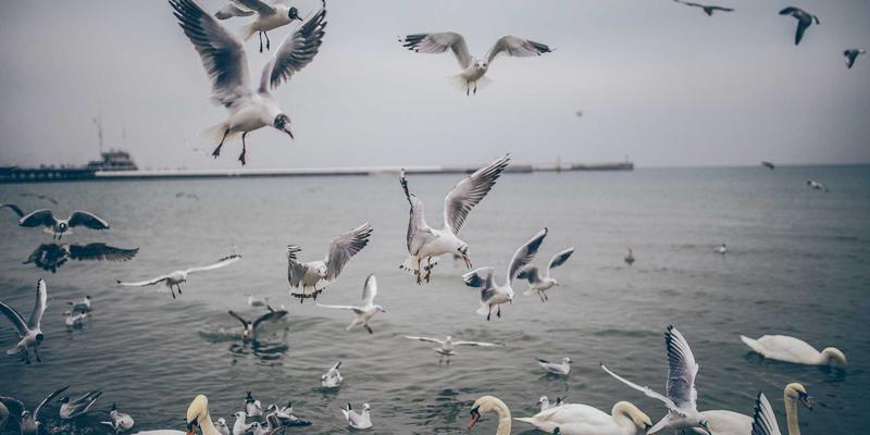 董事会治理效能提升：构建监督、战略与风险管理的黄金三角