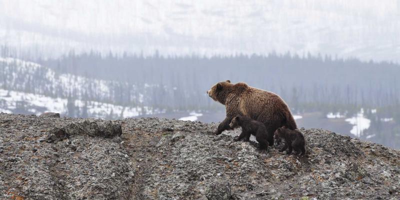 黑天鹅时代的企业生存法则：中泰诚和为您解析如何构建组织免疫力与韧性战略